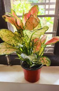 Aglaonema plant care