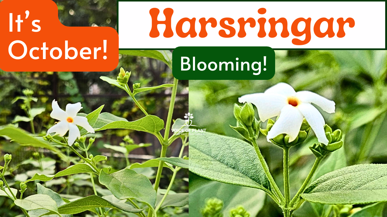 Harsringar flowering