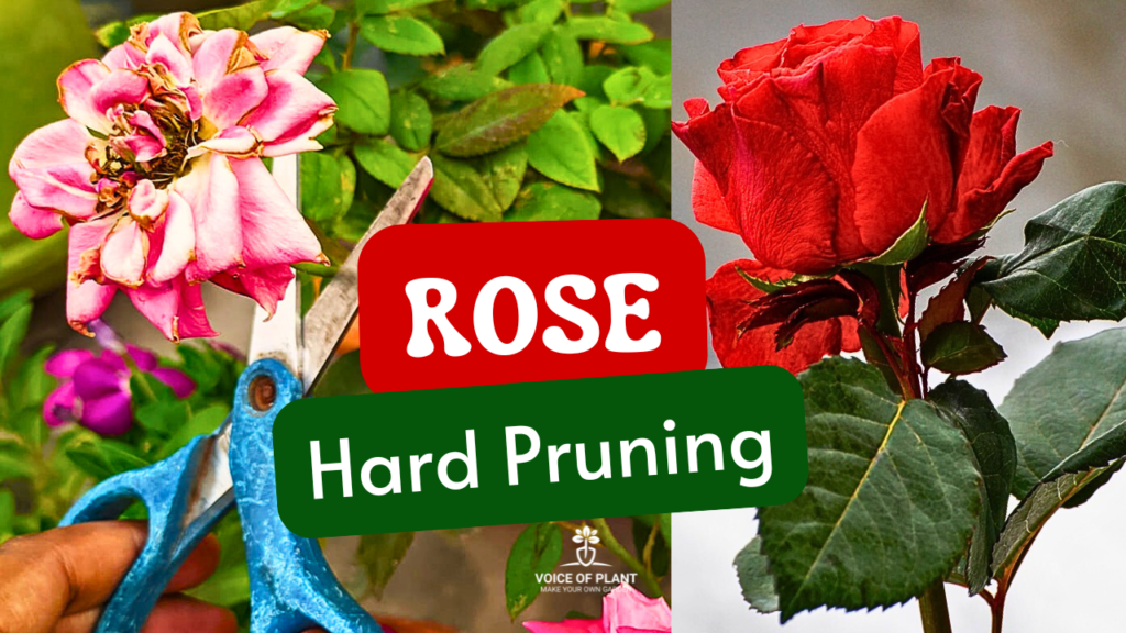 Rose hard pruning tips