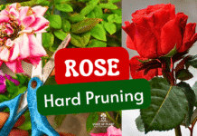 Rose hard pruning tips