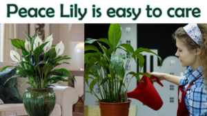 Peace lily care