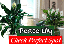 Peace lily placement