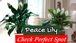 Peace lily placement