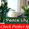 Peace lily placement