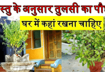 वास्तु के अनुसार तुलसी का पौधा घर में कहां रखना चाहिए