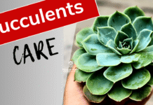 Succulents care