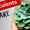 Succulents care