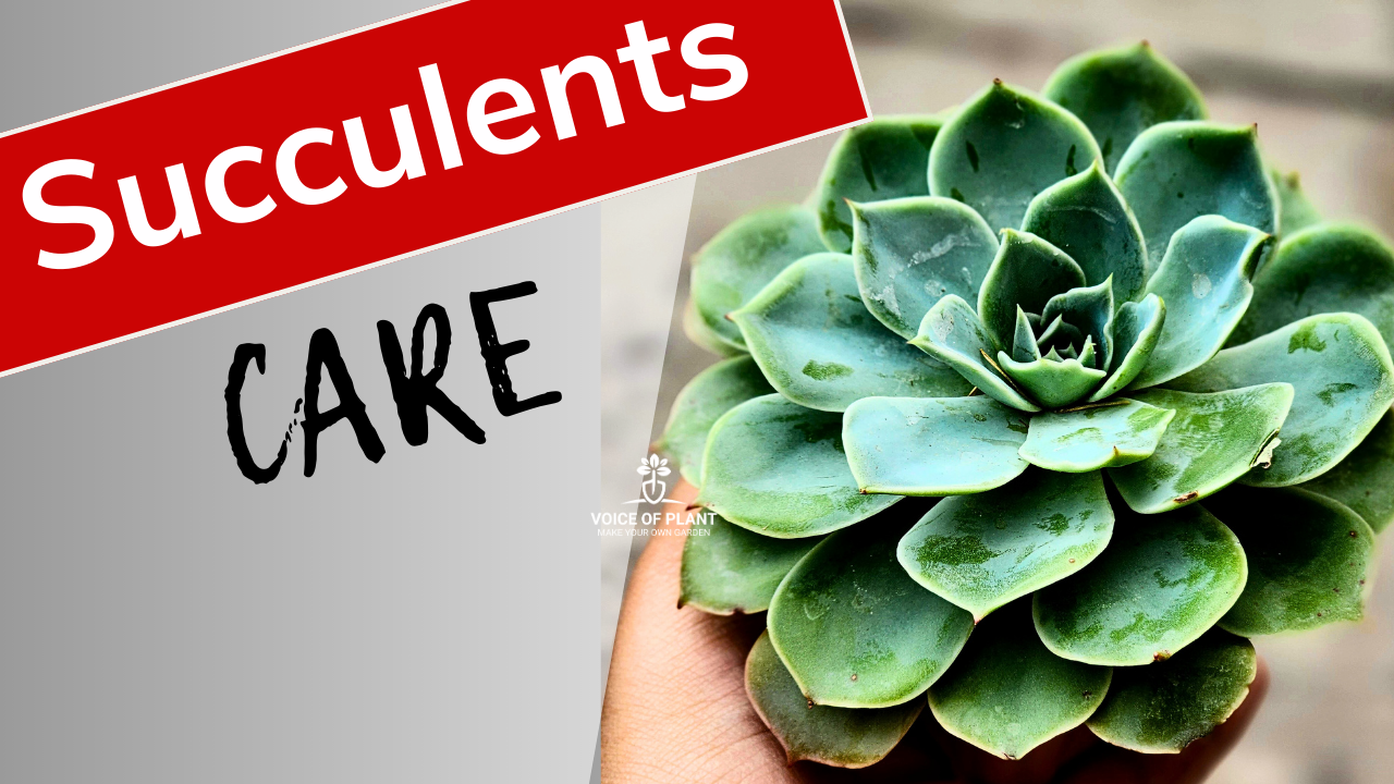 Succulents care