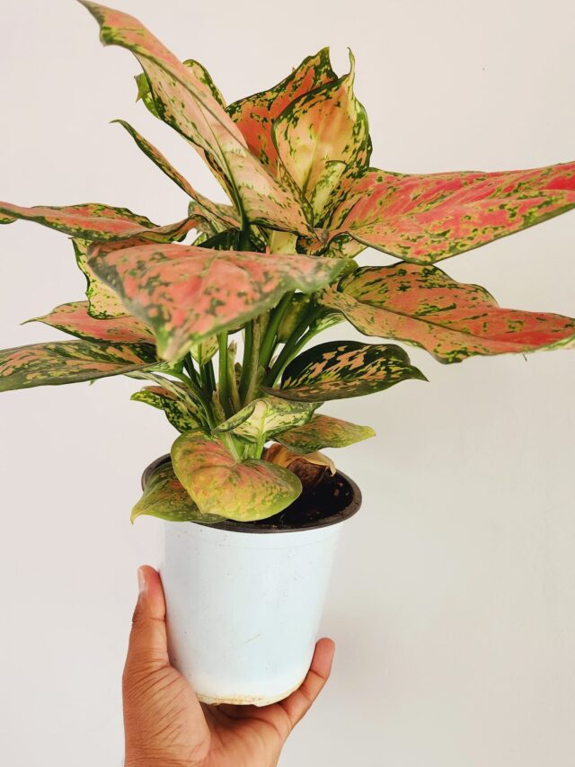 Follow These 7 Tips to Keep Your Aglaonema Plant Healthy in Winter Season