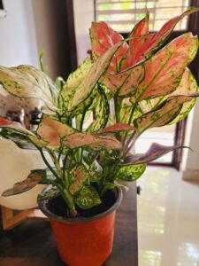 Aglaonema indoor plant