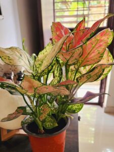 Aglaonema plant