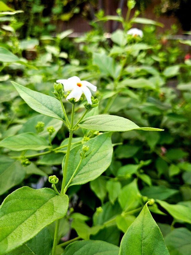 My Parijat (Harsringar) Started Flowering on 1st October: Expert Tips for Healthy Blooms