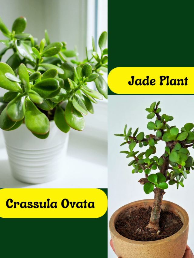 Know the Key Differences Between the Jade Plant & Crassula Ovata