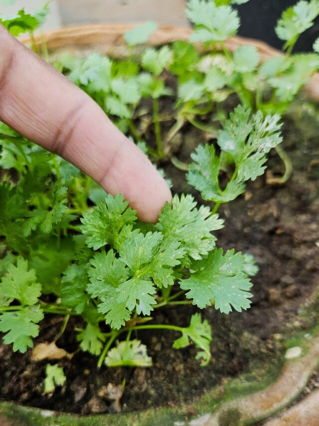 How to Treat Powdery Mildew on Coriander Leaves?