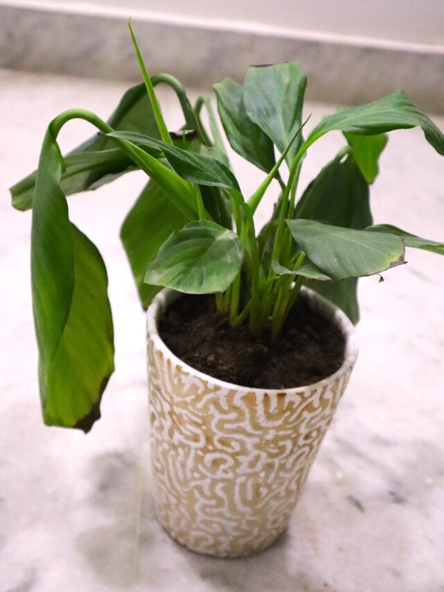 Peace Lilly Leaves Drooping: Check 5 Reasons for Wilting