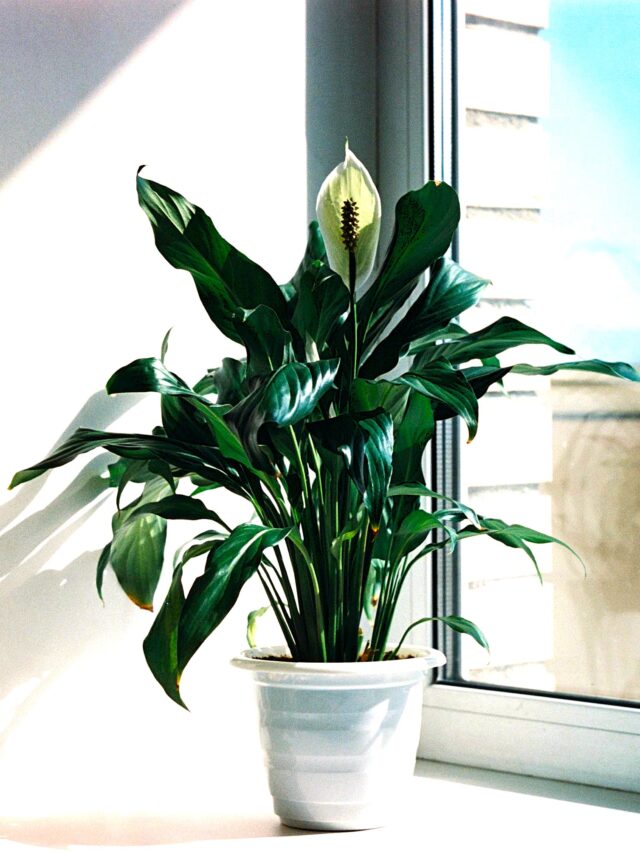 Does Peace Lily Need Direct Sunlight to Grow? Check Best Spot