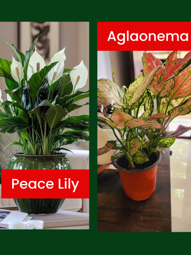 Peace Lily vs Aglaonema – Which plant is More Sensitive & Hardy?