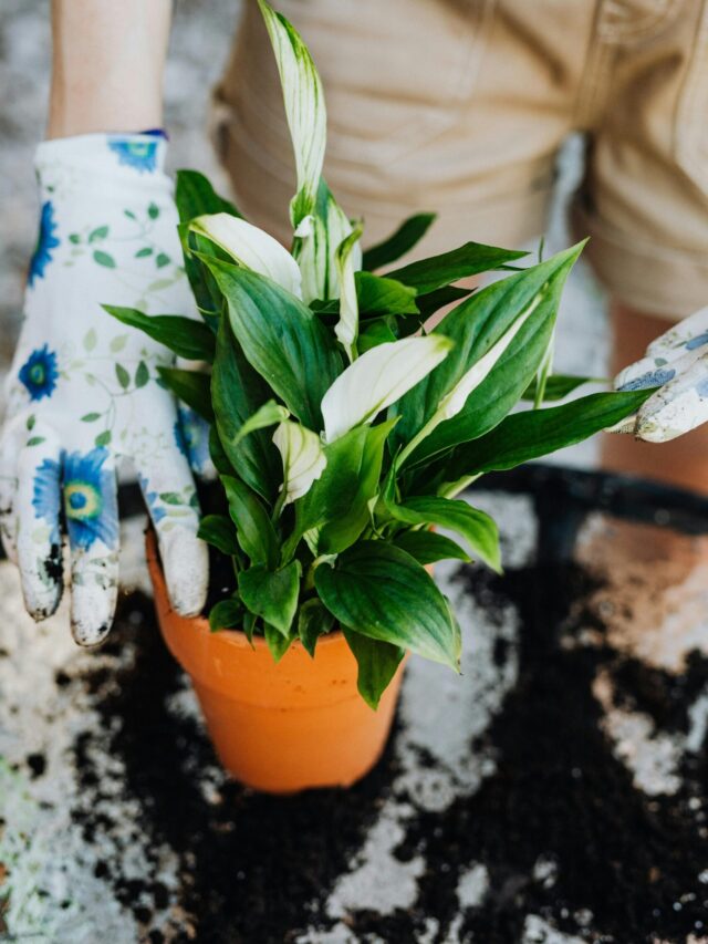 How to Make Best Soil Mixture for Peace Lily Plant