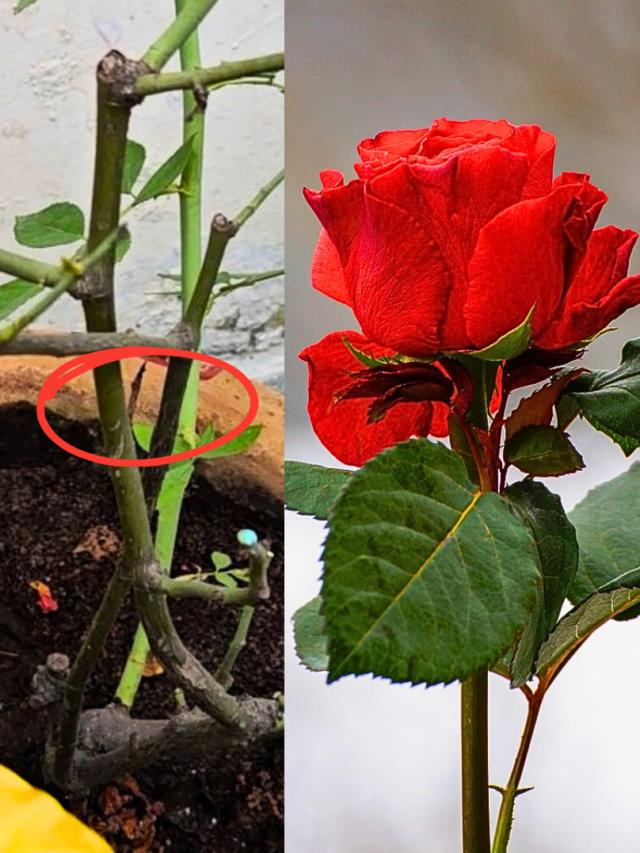 Rose Dieback Causes, Symptoms and Treatment Tips