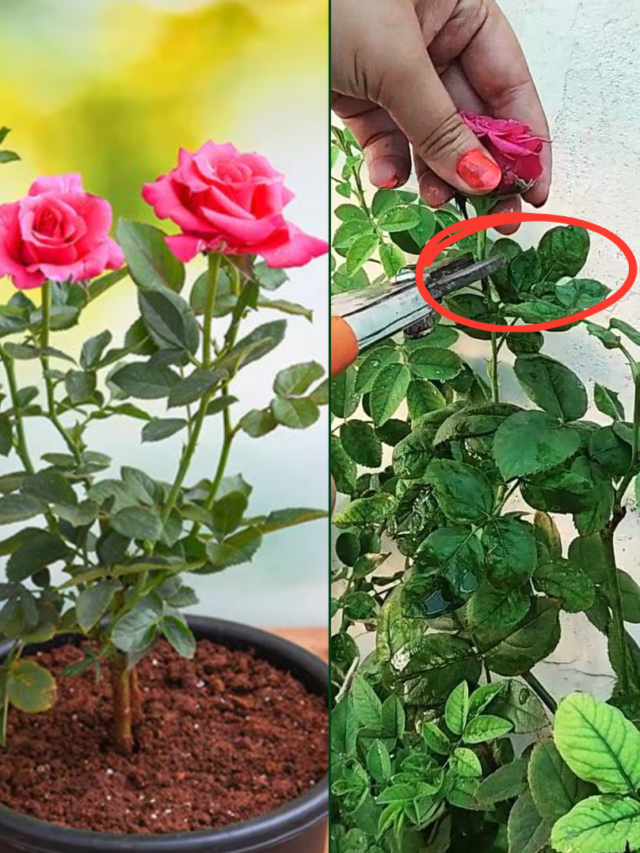 How To Treat Leaf Curl in Rose Plant? Expert Solutions