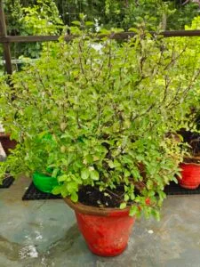 Easy Tips For Healthy Bushy Green Tulsi Plant
