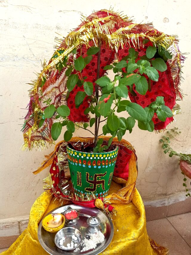 Tulsi Vivah 2024, जानें कब है तुलसी विवाह, पूजा का शुभ मुहूर्त और महत्व