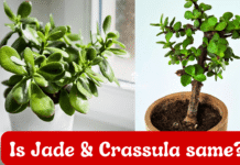 difference between Jade and crassula plant