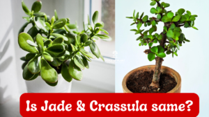 difference between Jade and crassula plant