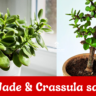 difference between Jade and crassula plant