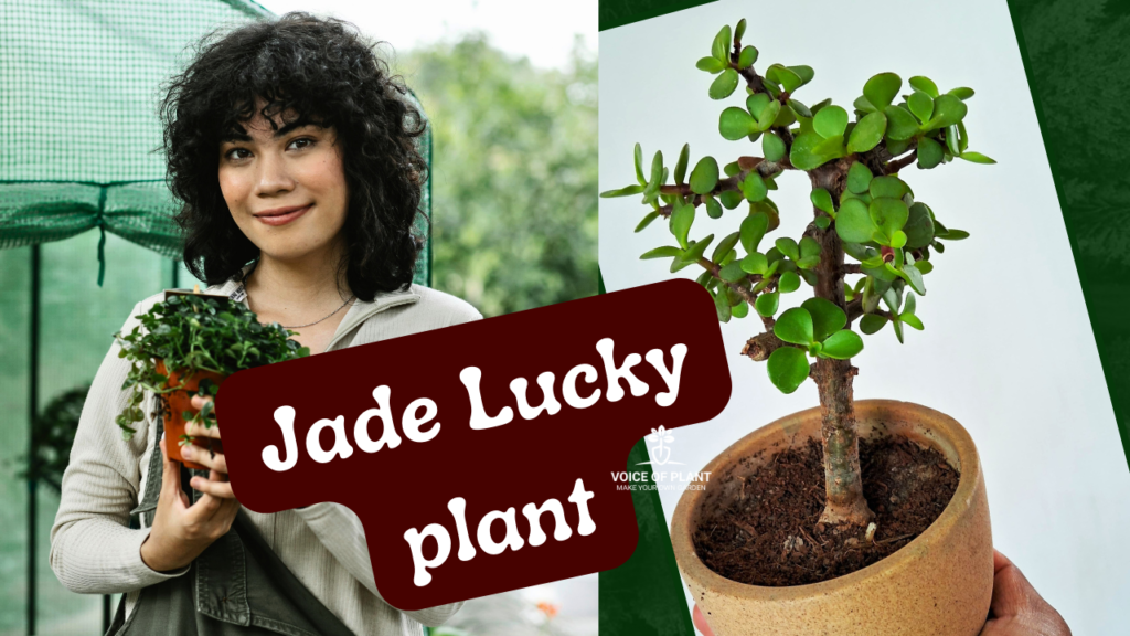 jade lucky plant