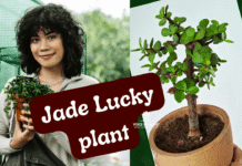 jade lucky plant