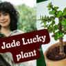 jade lucky plant