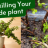 jade plant care