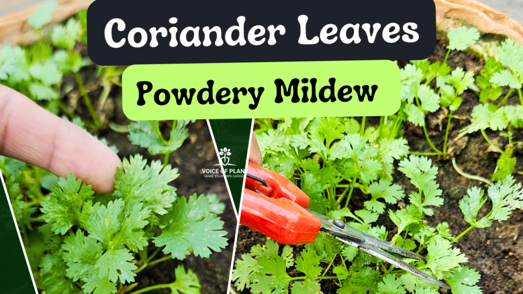 powdery mildew on coriander leaves