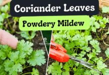 powdery mildew on coriander leaves