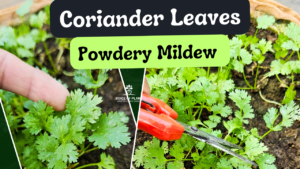 powdery mildew on coriander leaves