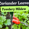 powdery mildew on coriander leaves