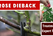 rose dieback