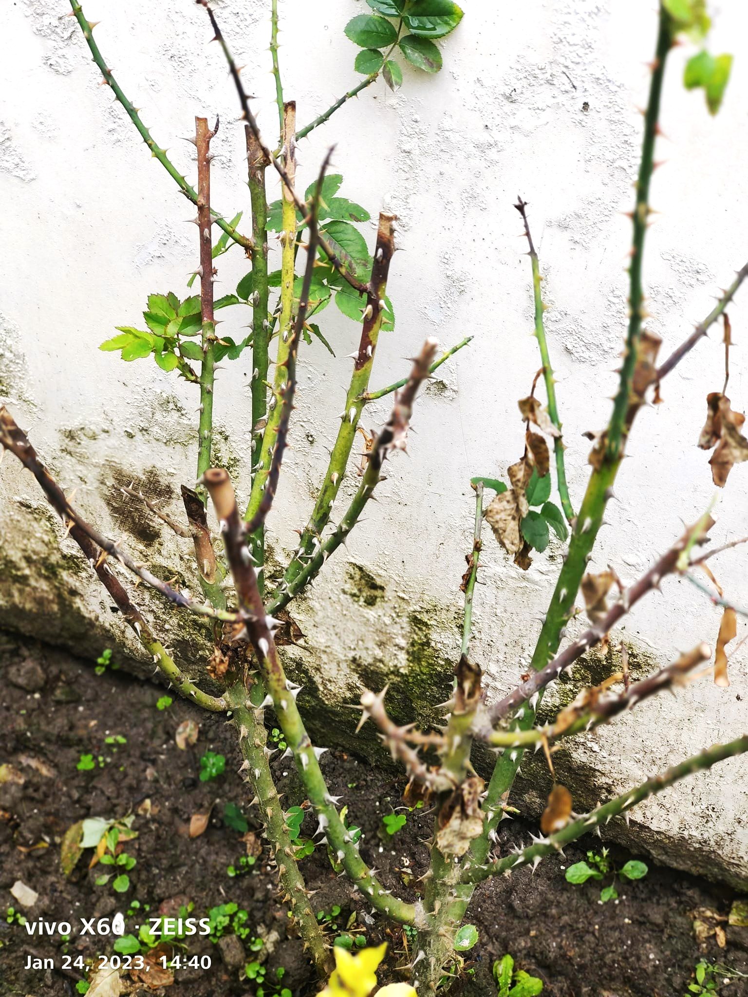 Horrifying Viburnum Dieback:  Pictures & Treatment Guide - 5qotxuj