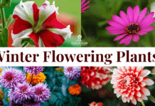 winter flowering plants to grow at home