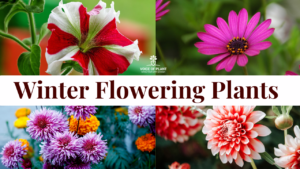 winter flowering plants to grow at home