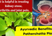 Benefits of Patherchatta plant