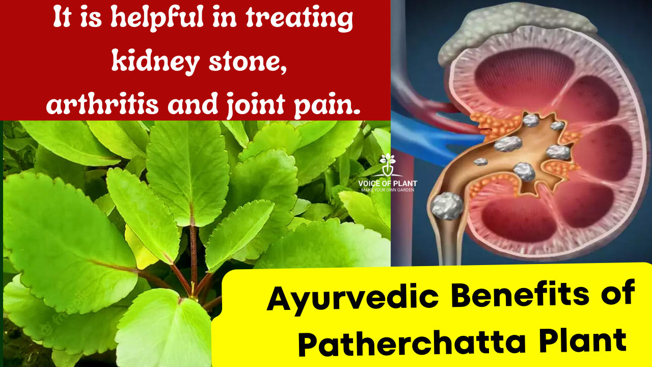 Benefits of Patherchatta plant