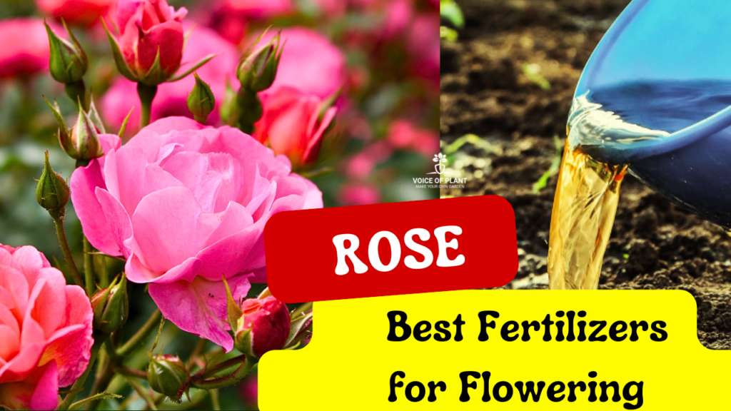 Best Fertilizers for Rose Plants