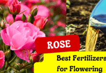 5 Best Fertilizers for Rose Plants for Flowering & Healthy Growth Best Fertilizers for Rose Plants