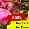 Best Fertilizers for Rose Plants