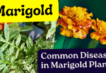 Common Diseases in Marigold Plant