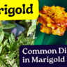 Common Diseases in Marigold Plant