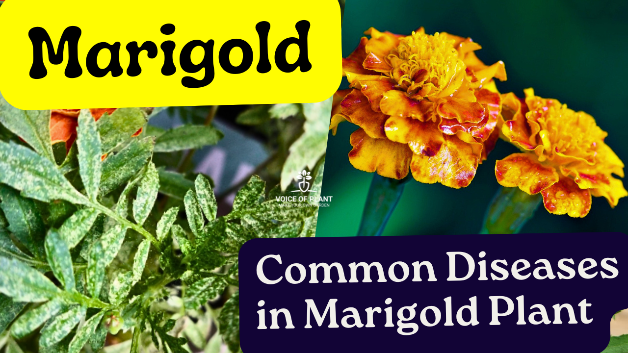 Common Diseases in Marigold Plant