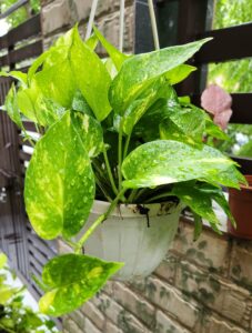 Pothos (Money plant)